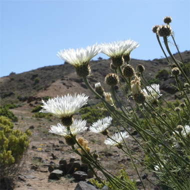 Flor del minero